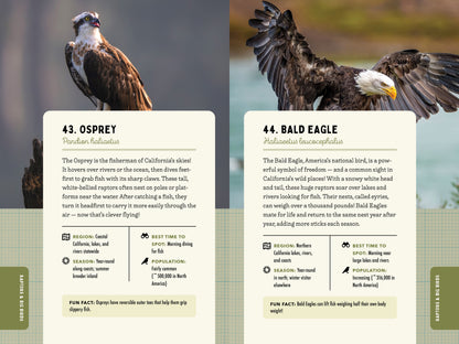A Kid’s Guide to Birds of California