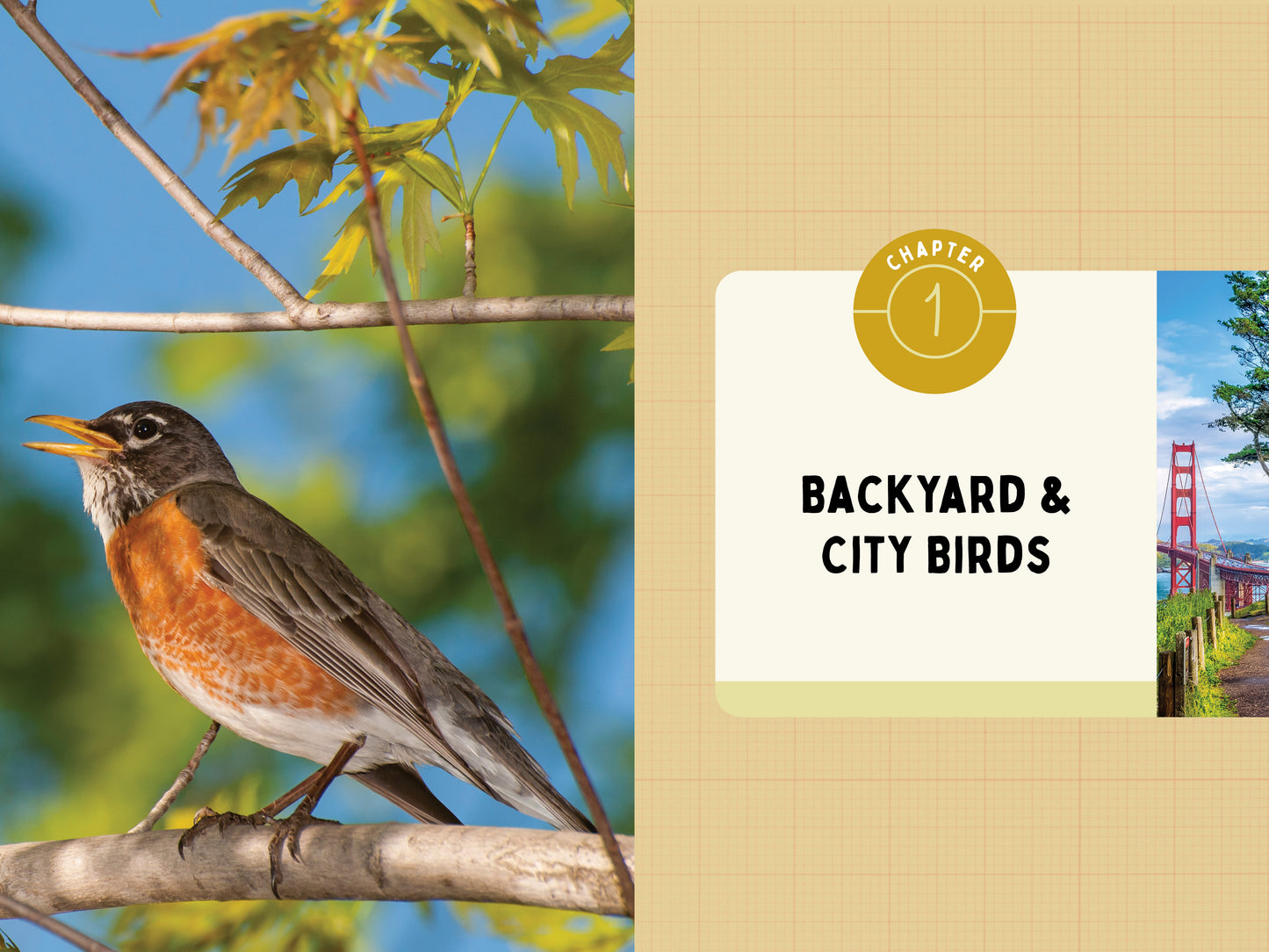 A Kid’s Guide to Birds of California