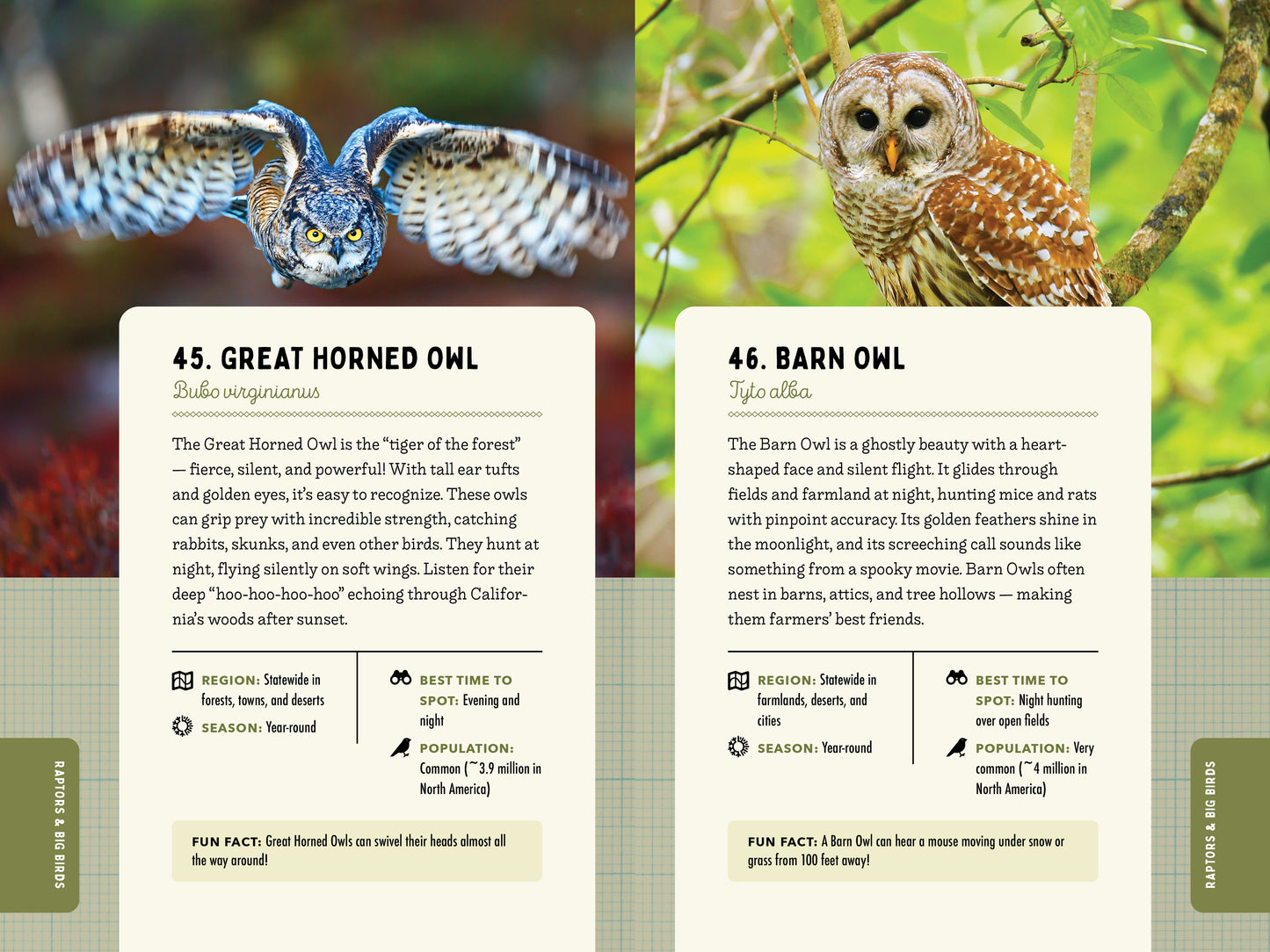 A Kid’s Guide to Birds of California