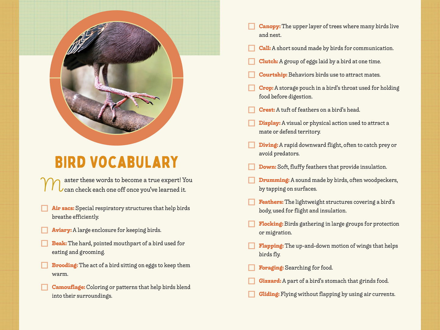 A Kid’s Guide to Birds of California