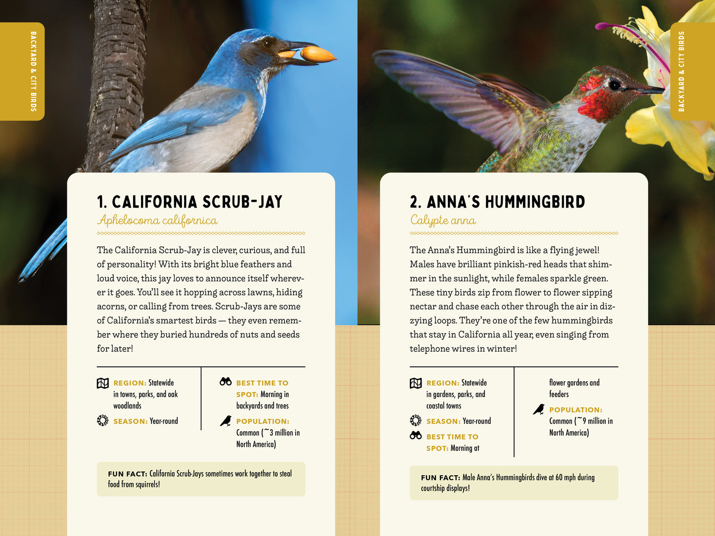 A Kid’s Guide to Birds of California