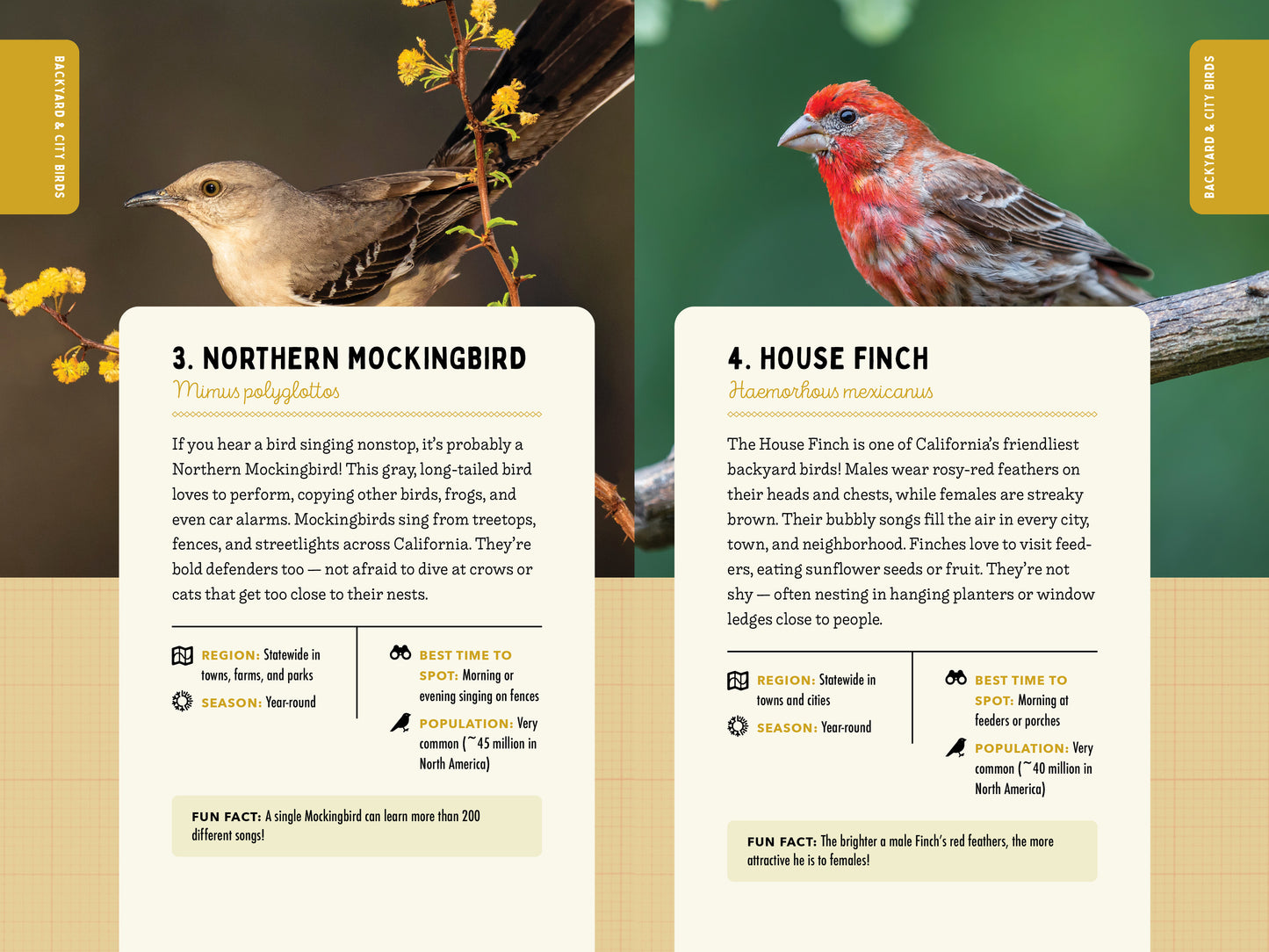 A Kid’s Guide to Birds of California