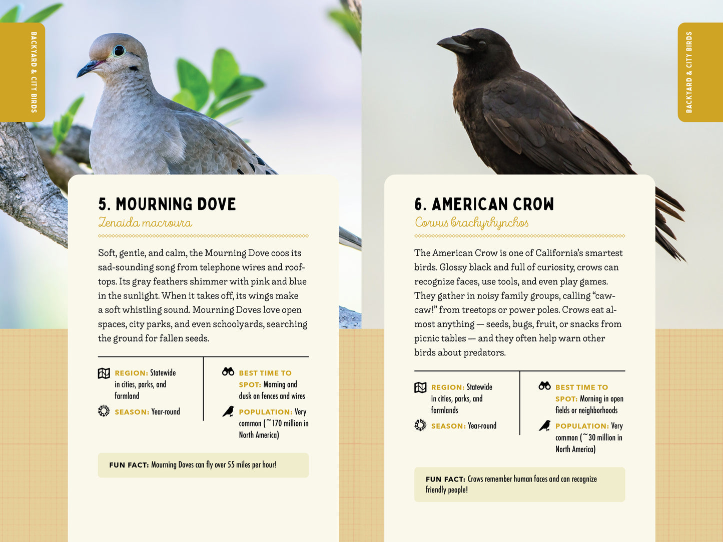 A Kid’s Guide to Birds of California