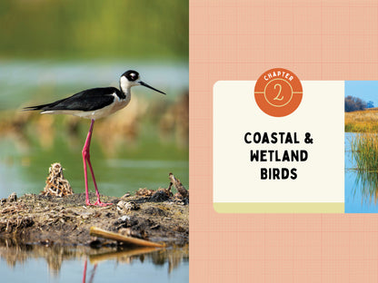 A Kid’s Guide to Birds of California