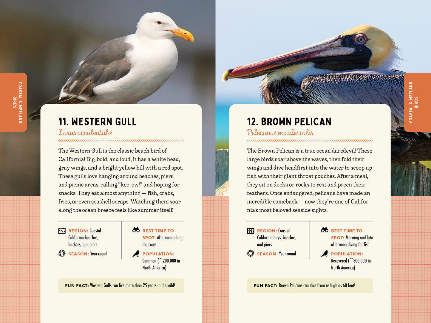 A Kid’s Guide to Birds of California