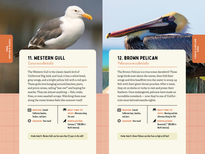 A Kid’s Guide to Birds of California