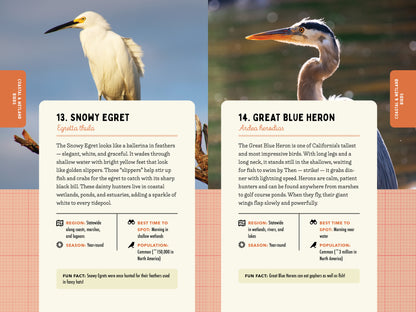 A Kid’s Guide to Birds of California