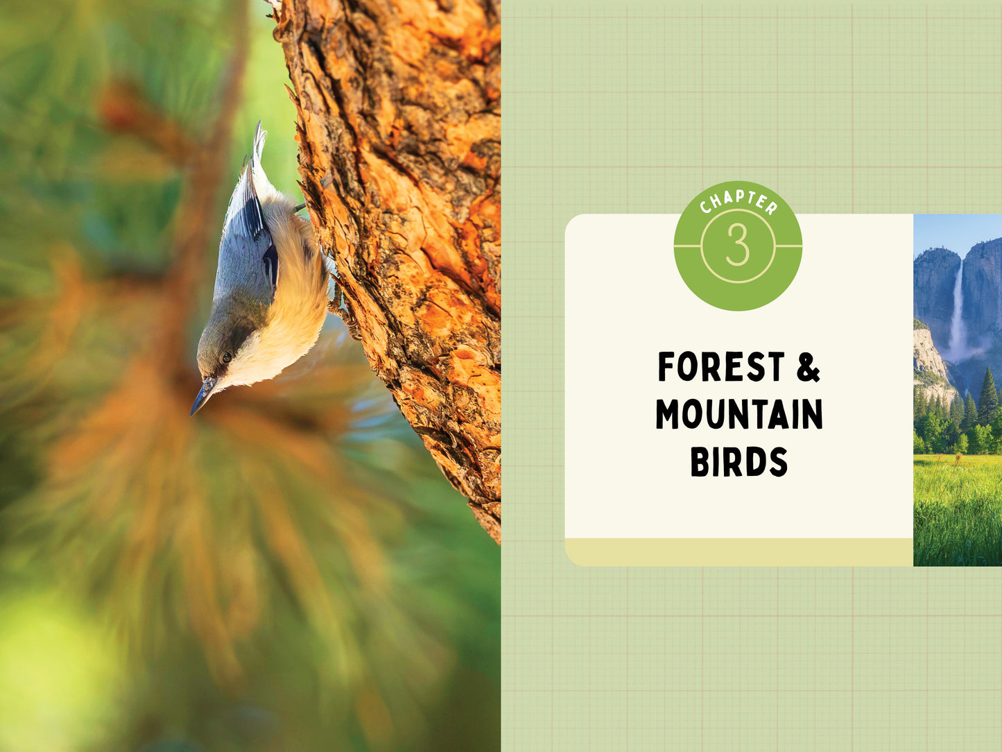 A Kid’s Guide to Birds of California