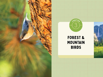 A Kid’s Guide to Birds of California