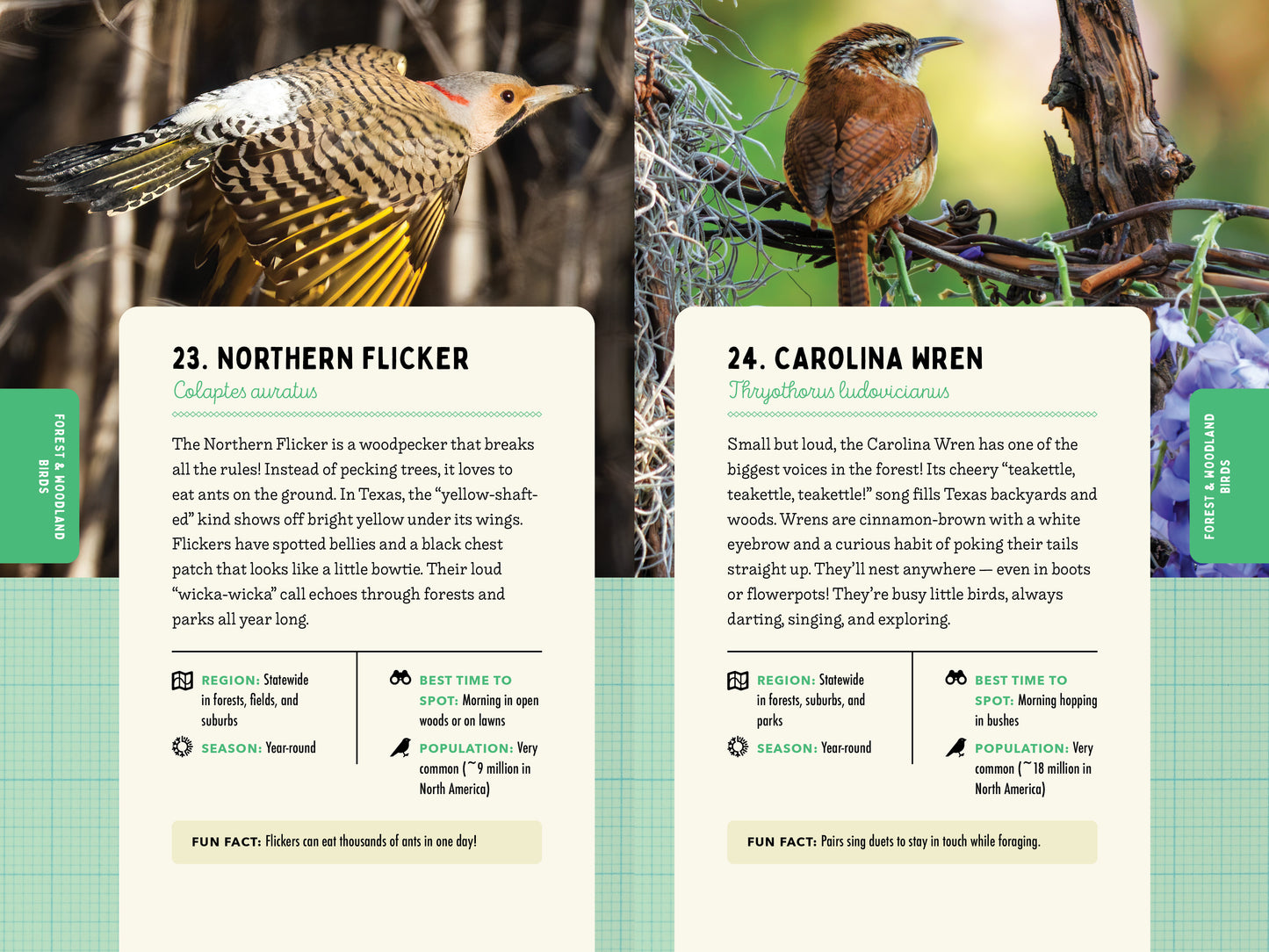 A Kid’s Guide to Birds of Texas