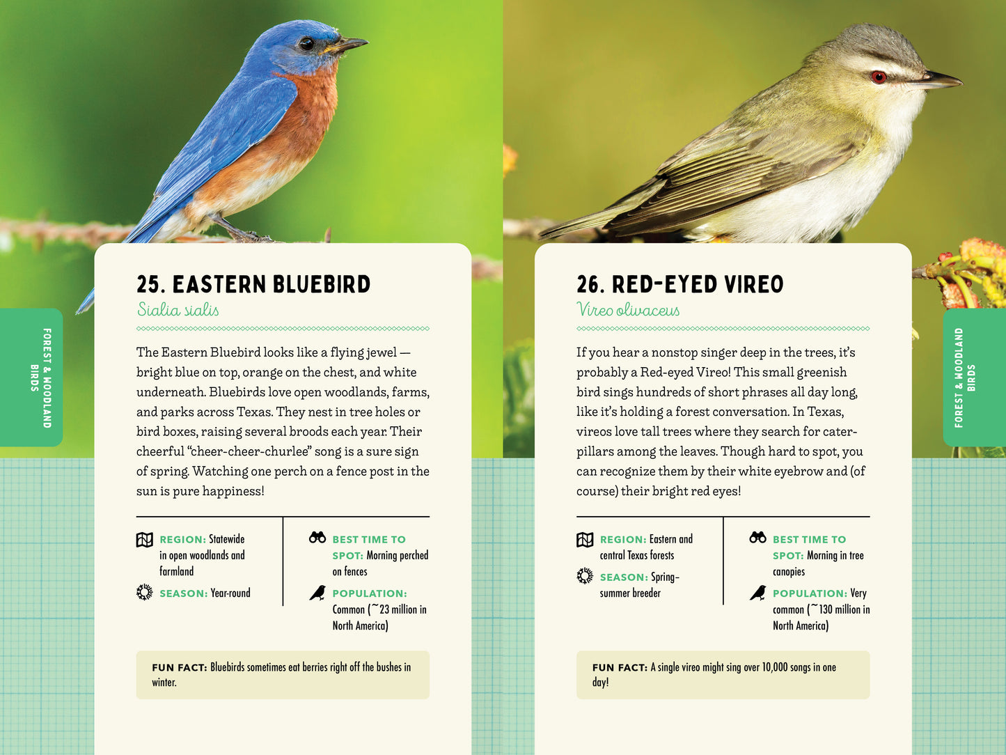 A Kid’s Guide to Birds of Texas