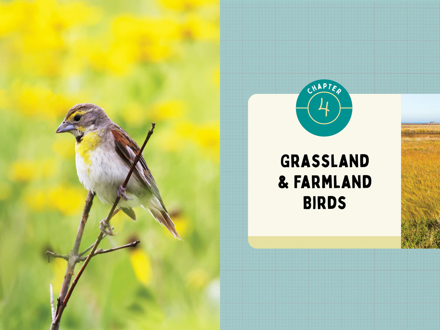 A Kid’s Guide to Birds of Texas