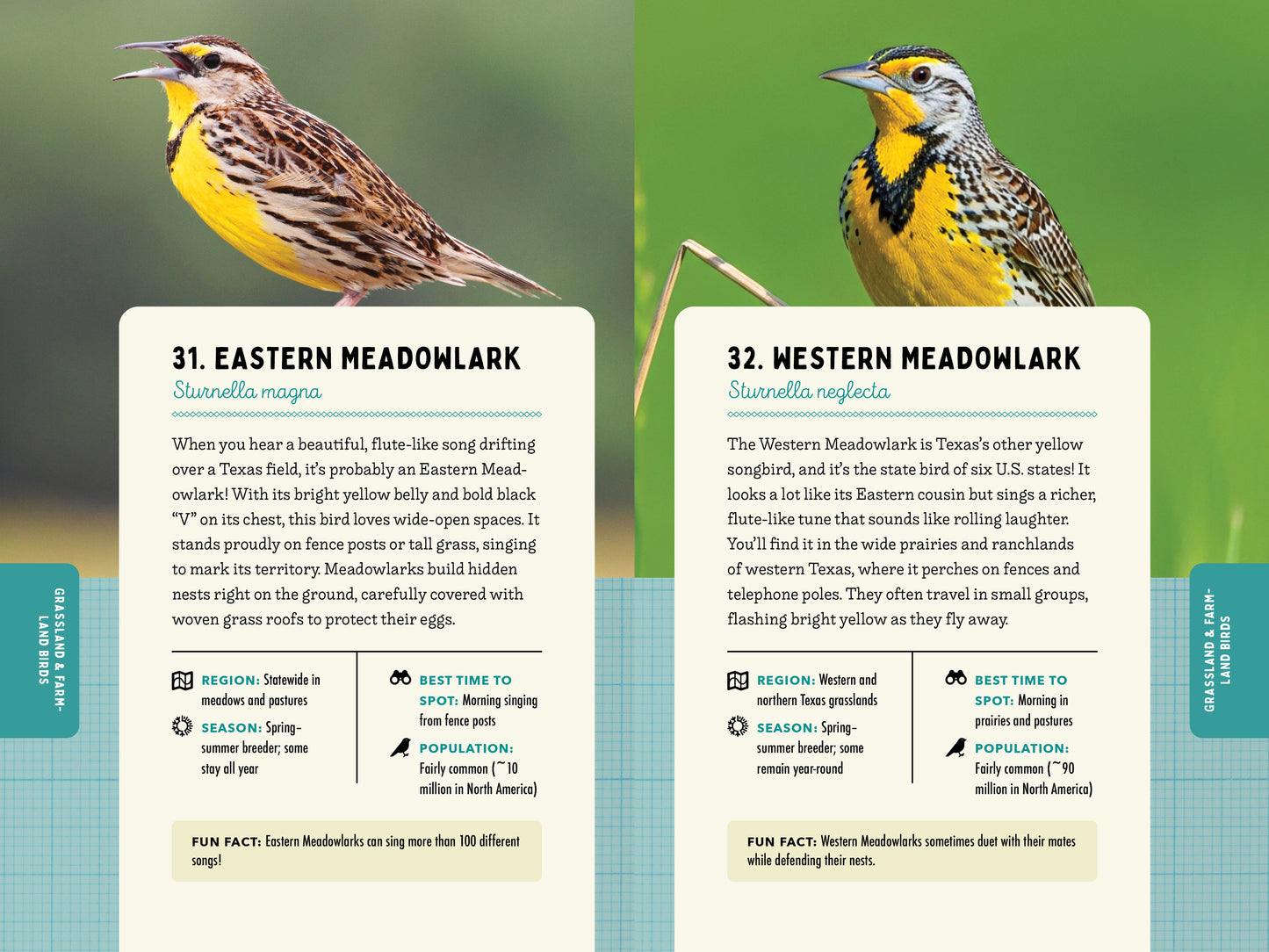 A Kid’s Guide to Birds of Texas