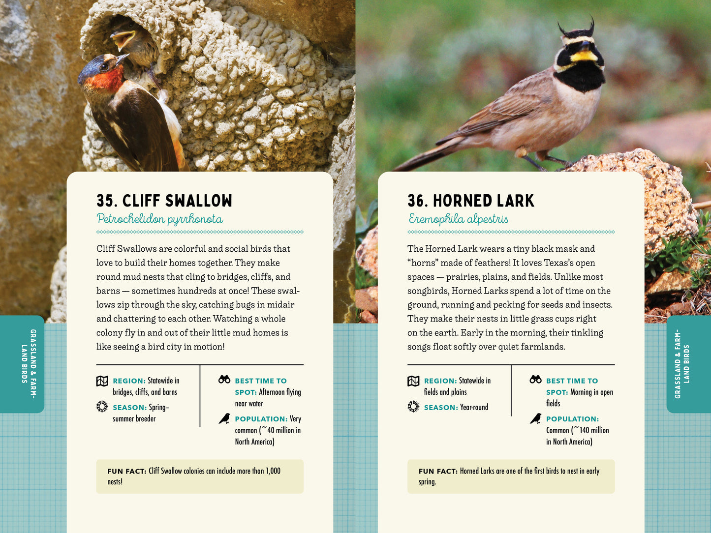 A Kid’s Guide to Birds of Texas