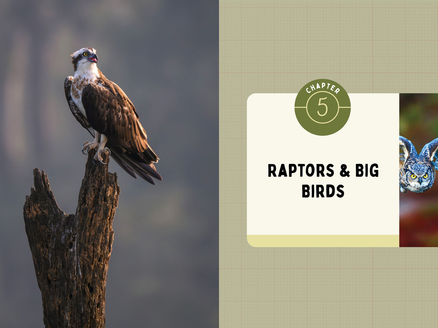 A Kid’s Guide to Birds of Texas