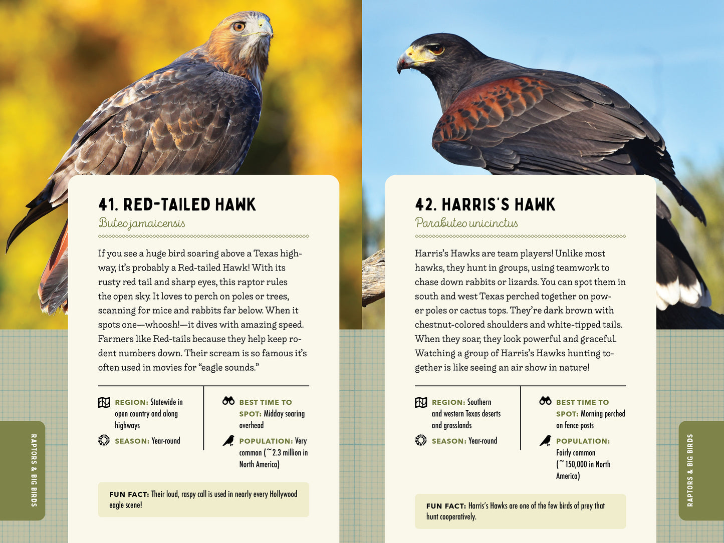 A Kid’s Guide to Birds of Texas