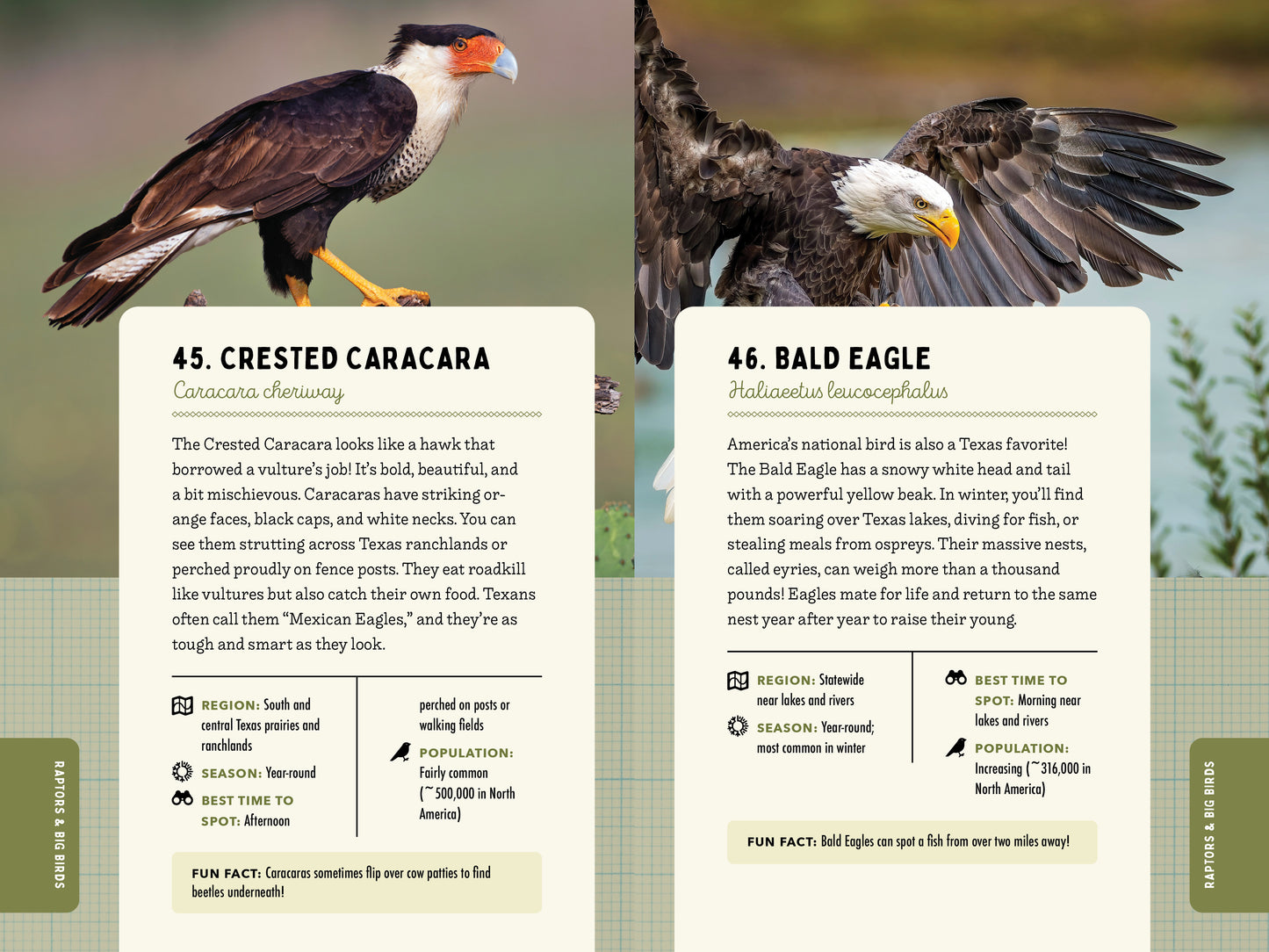 A Kid’s Guide to Birds of Texas