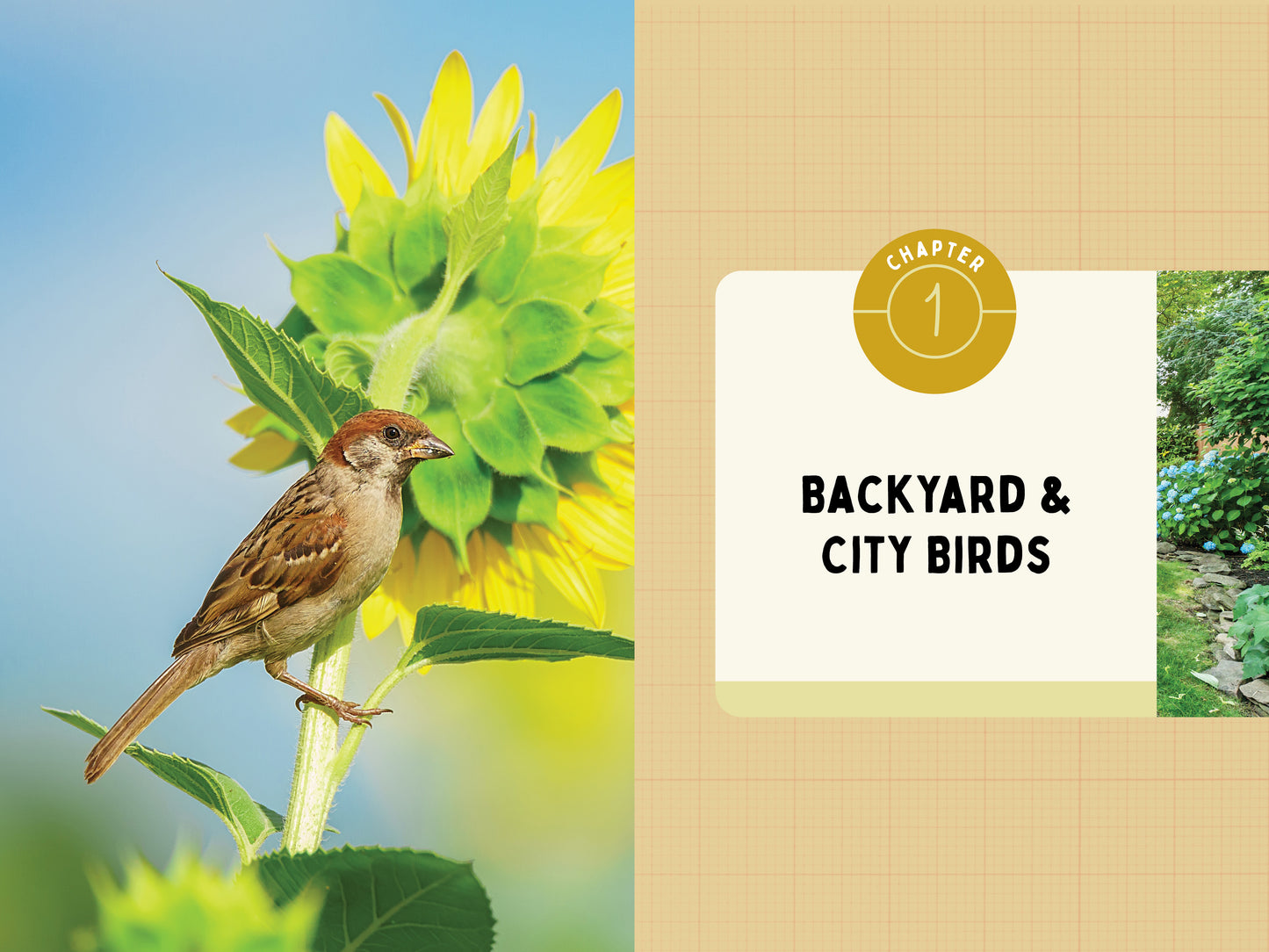 A Kid’s Guide to Birds of Texas