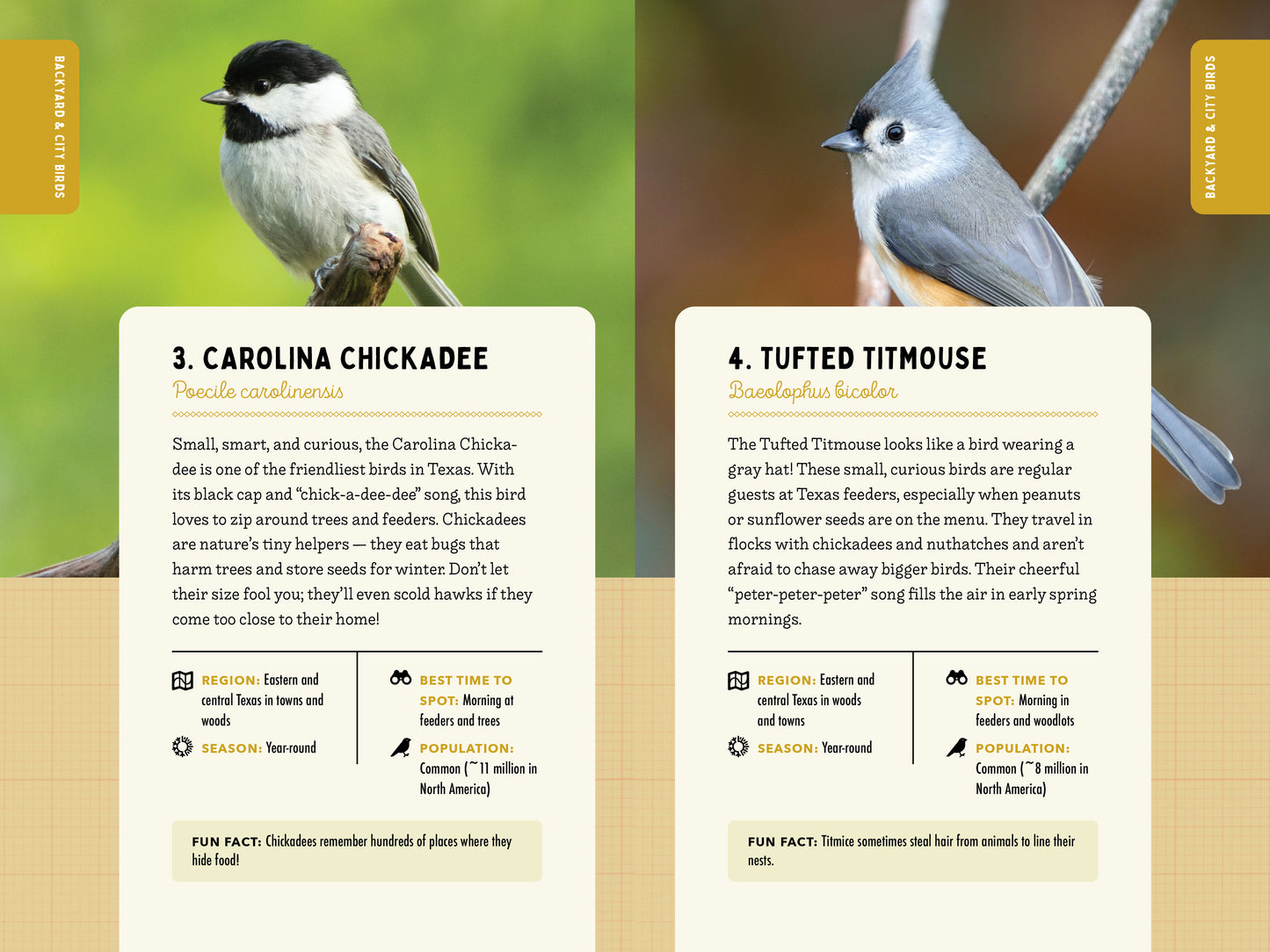 A Kid’s Guide to Birds of Texas