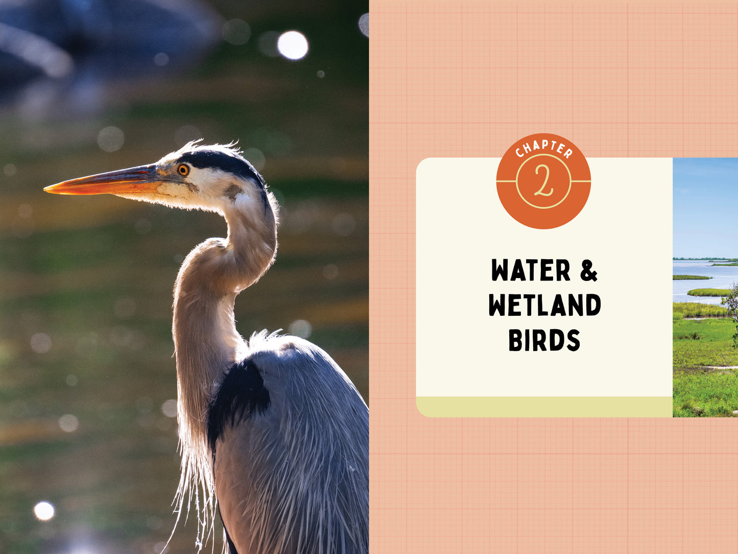 A Kid’s Guide to Birds of Texas