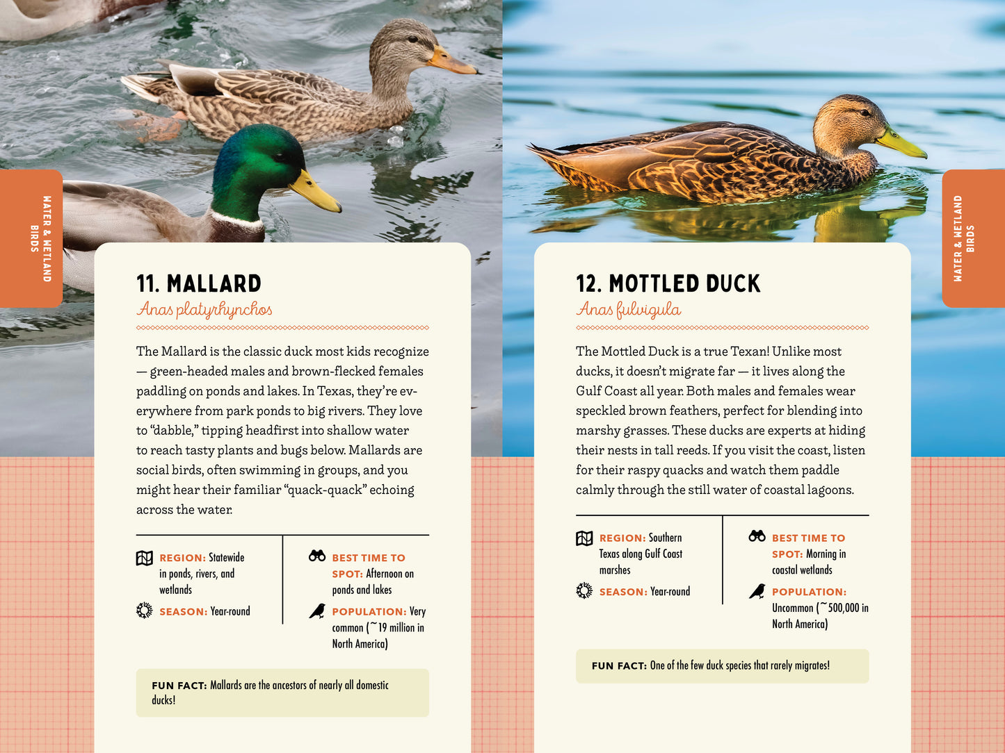 A Kid’s Guide to Birds of Texas