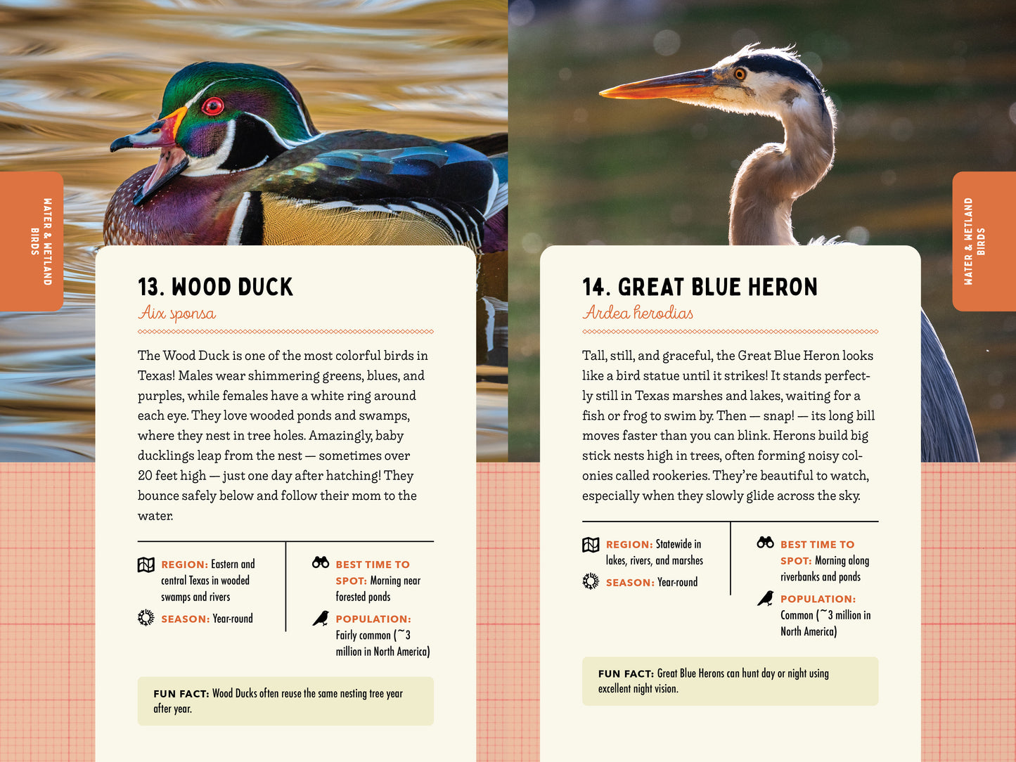 A Kid’s Guide to Birds of Texas