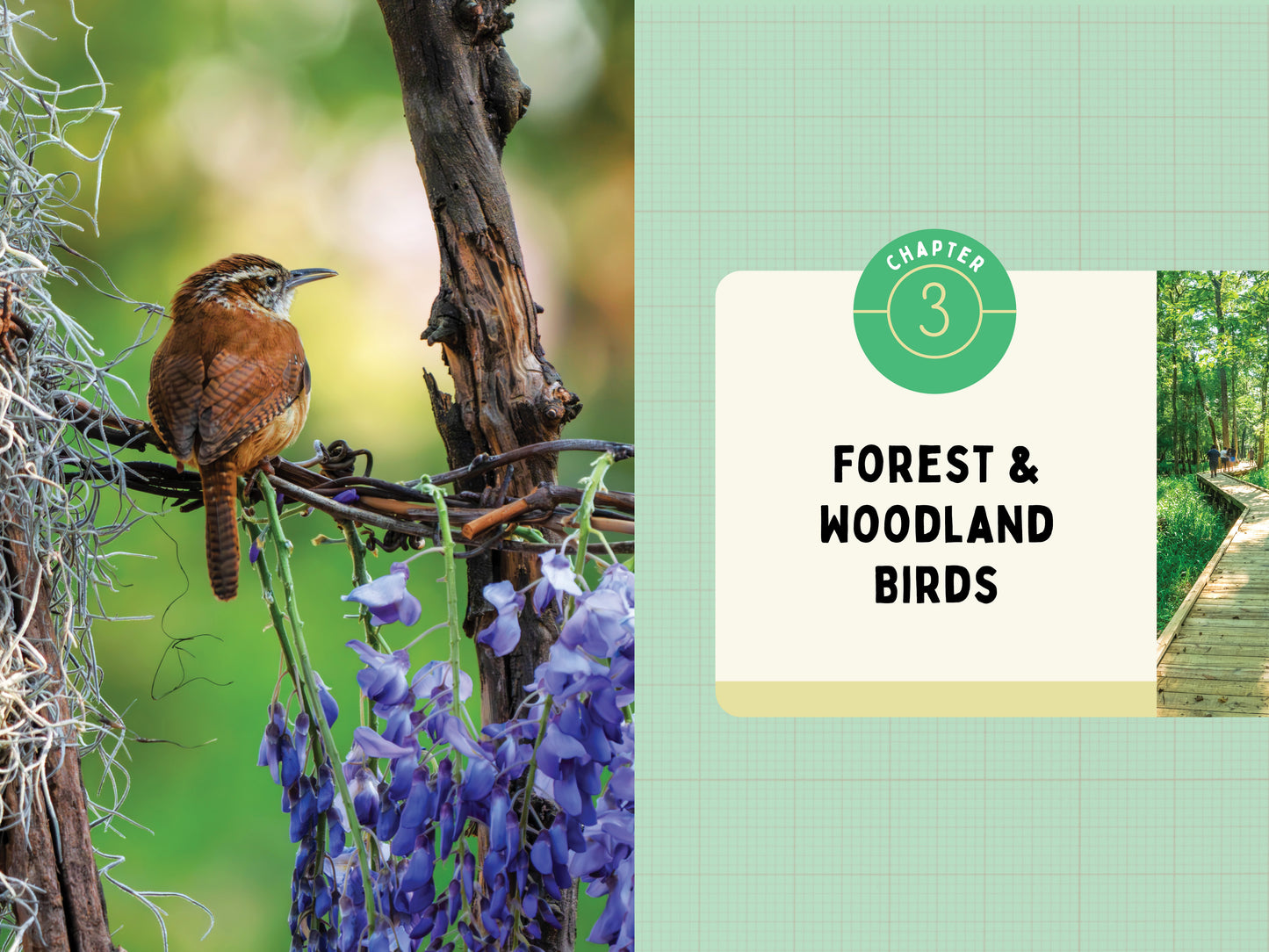 A Kid’s Guide to Birds of Texas