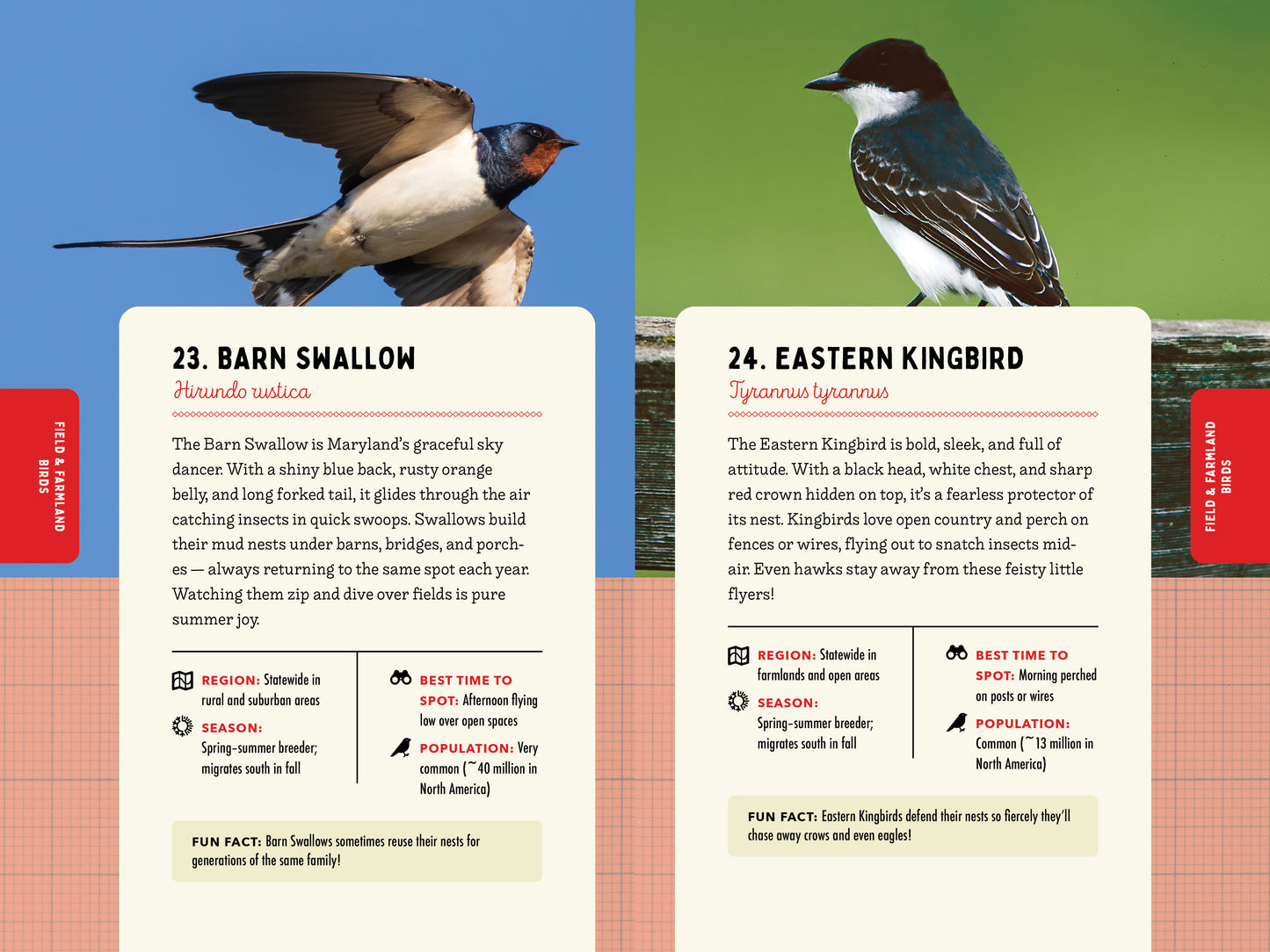 A Kid’s Guide to Birds of Maryland