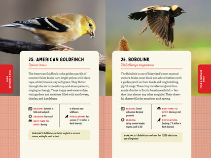 A Kid’s Guide to Birds of Maryland