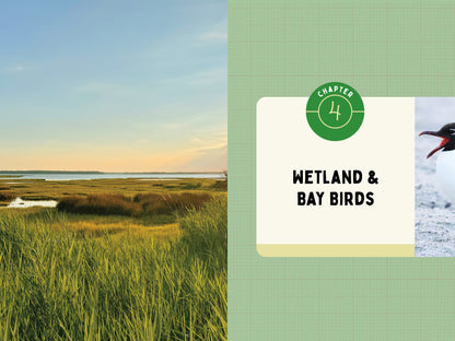 A Kid’s Guide to Birds of Maryland