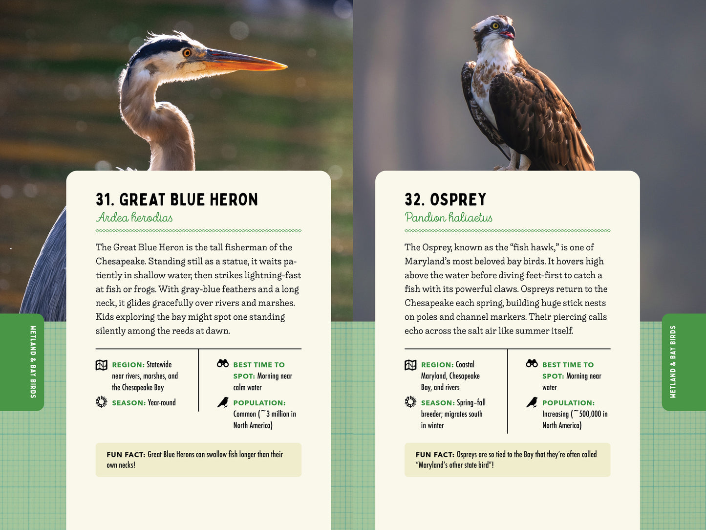 A Kid’s Guide to Birds of Maryland