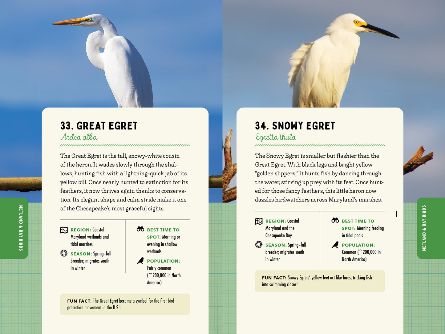 A Kid’s Guide to Birds of Maryland