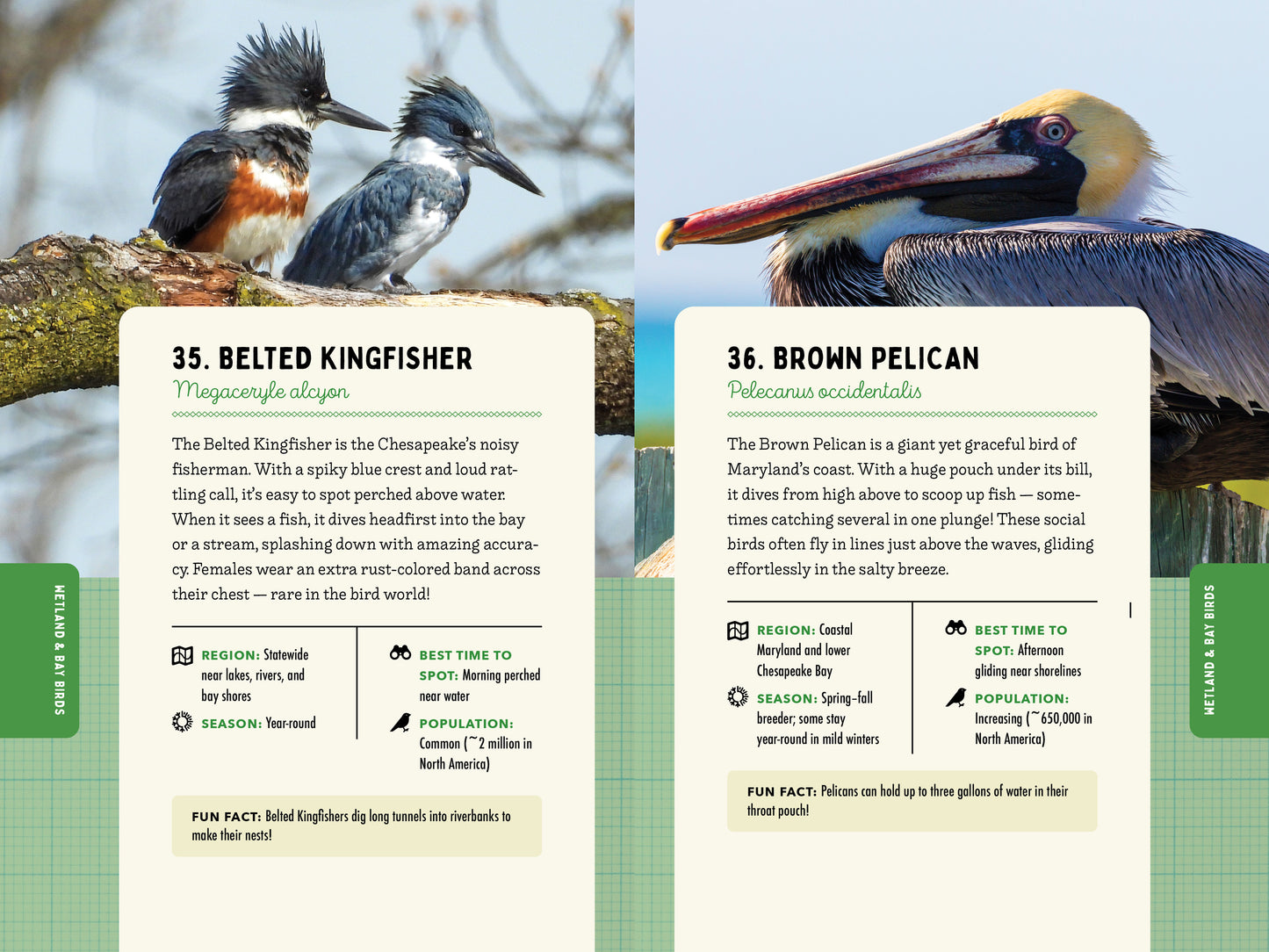 A Kid’s Guide to Birds of Maryland