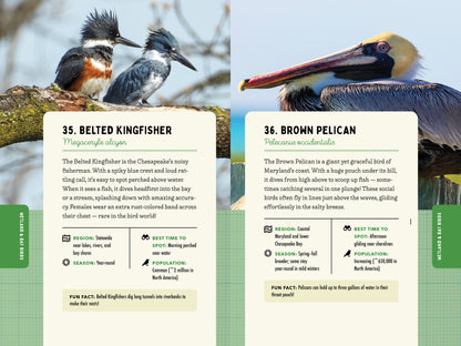 A Kid’s Guide to Birds of Maryland