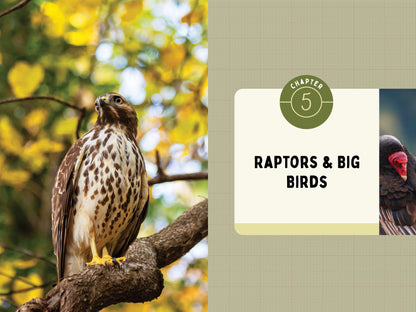 A Kid’s Guide to Birds of Maryland