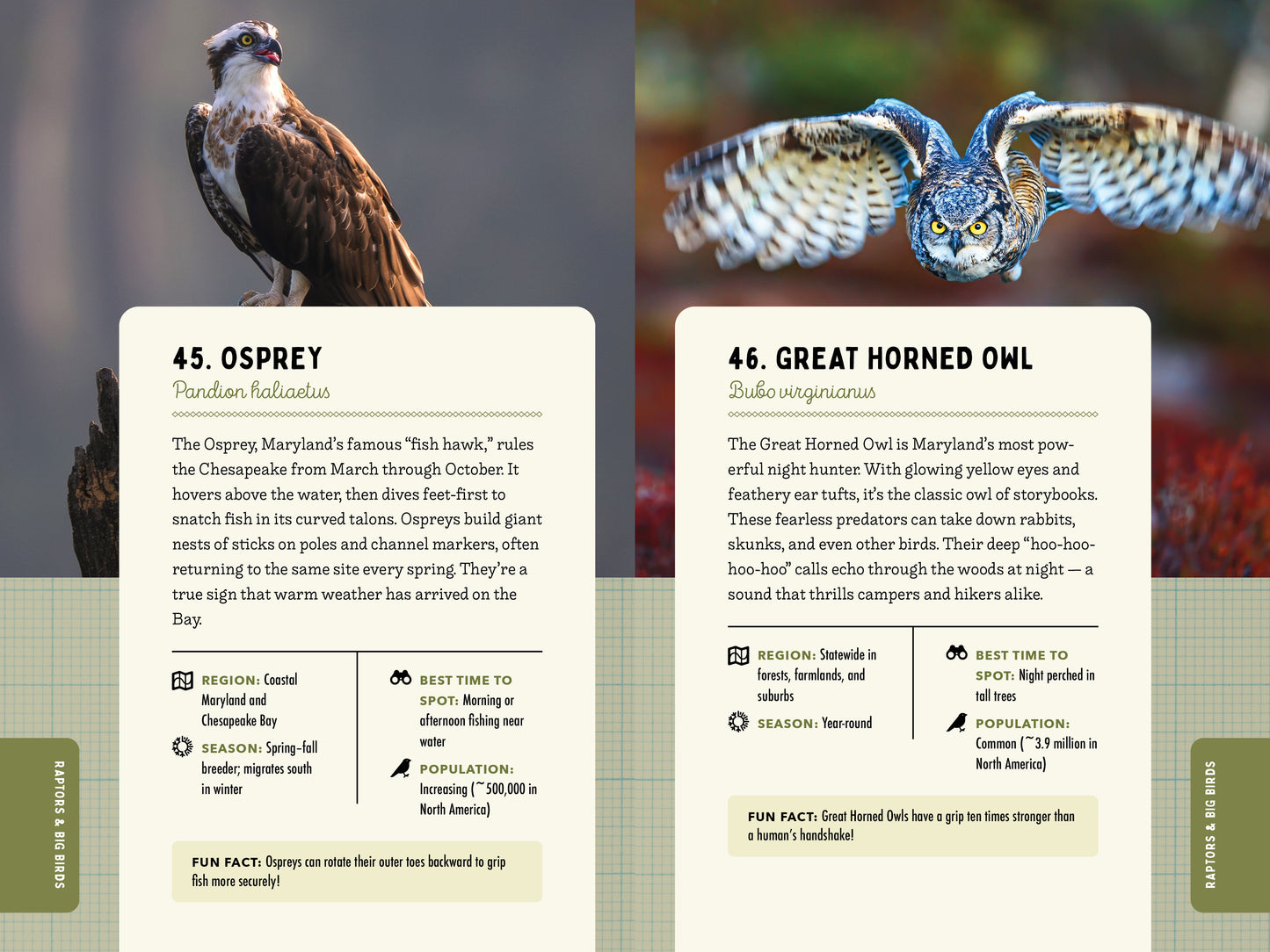 A Kid’s Guide to Birds of Maryland