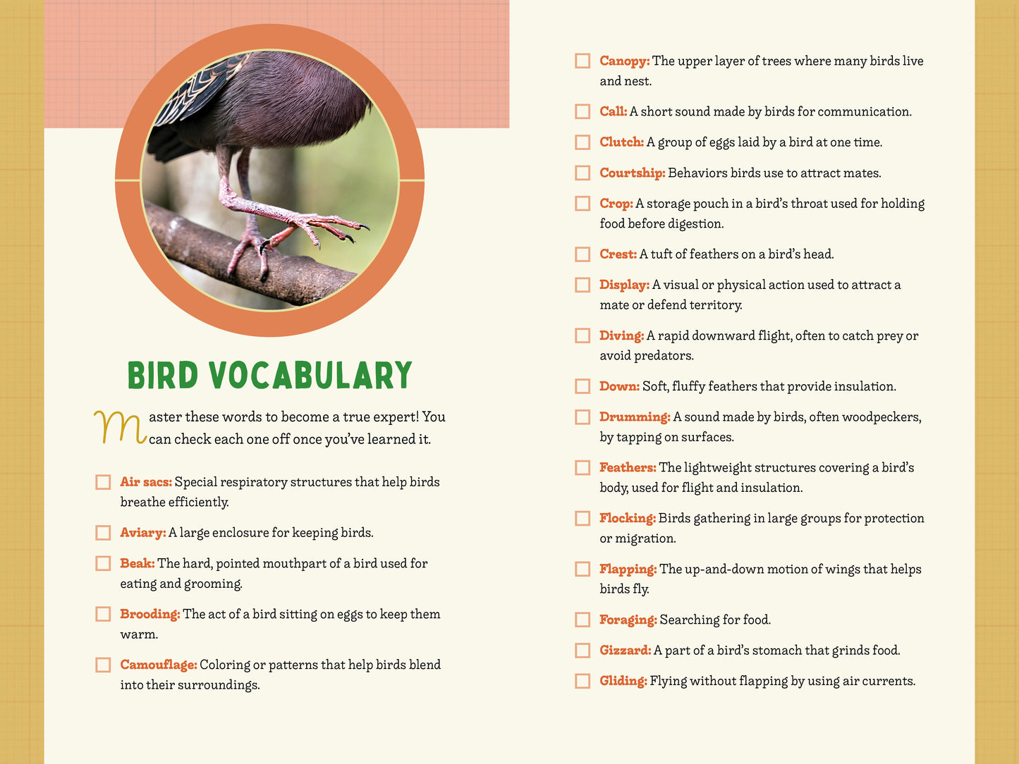 A Kid’s Guide to Birds of Maryland