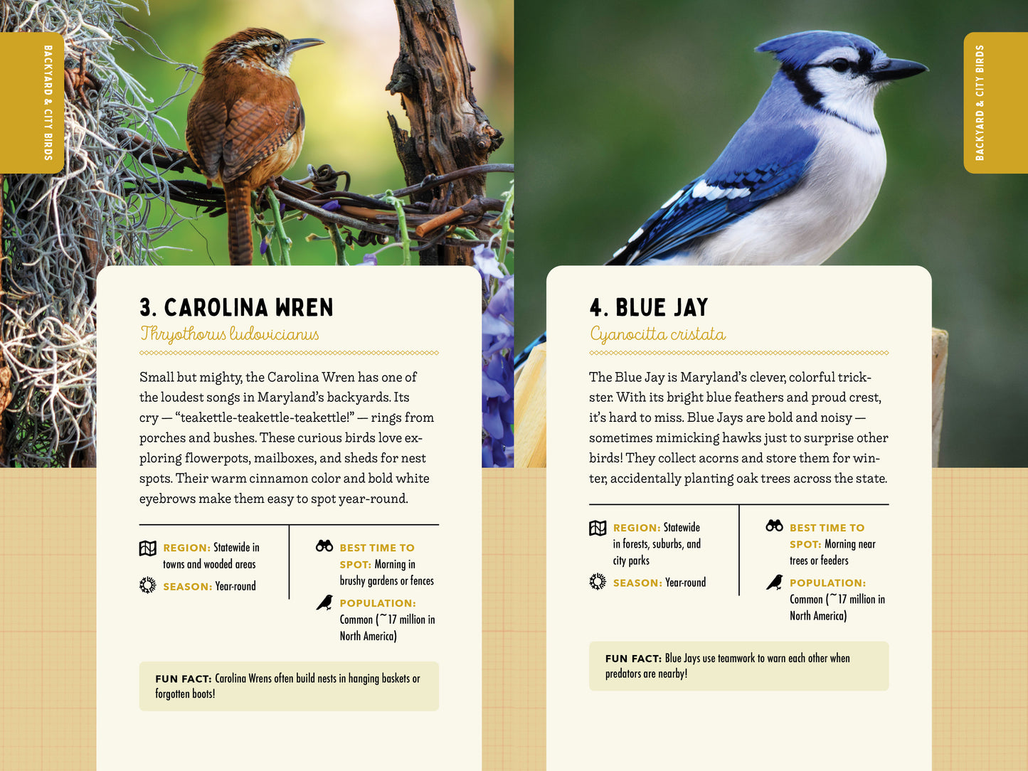 A Kid’s Guide to Birds of Maryland