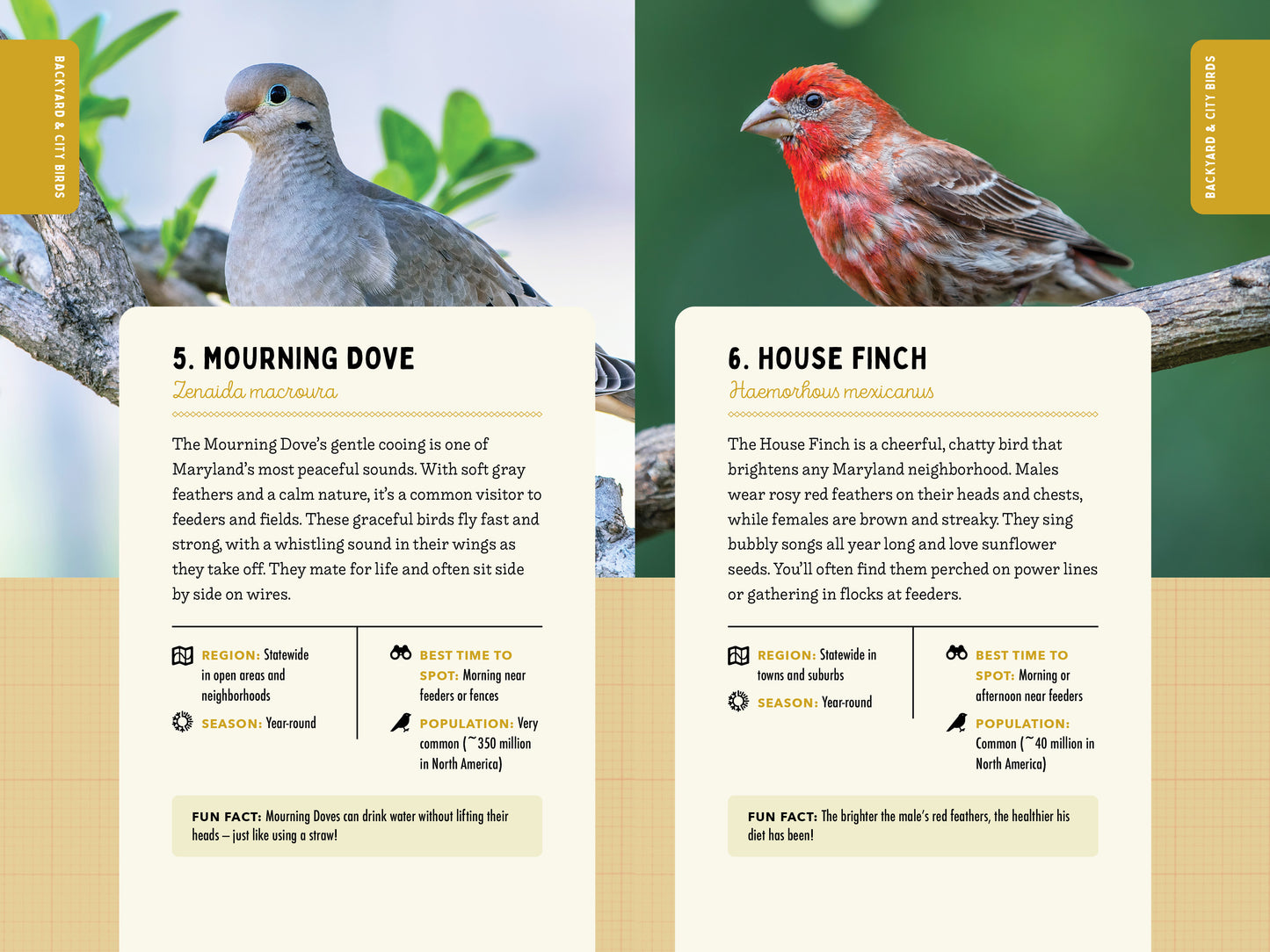 A Kid’s Guide to Birds of Maryland