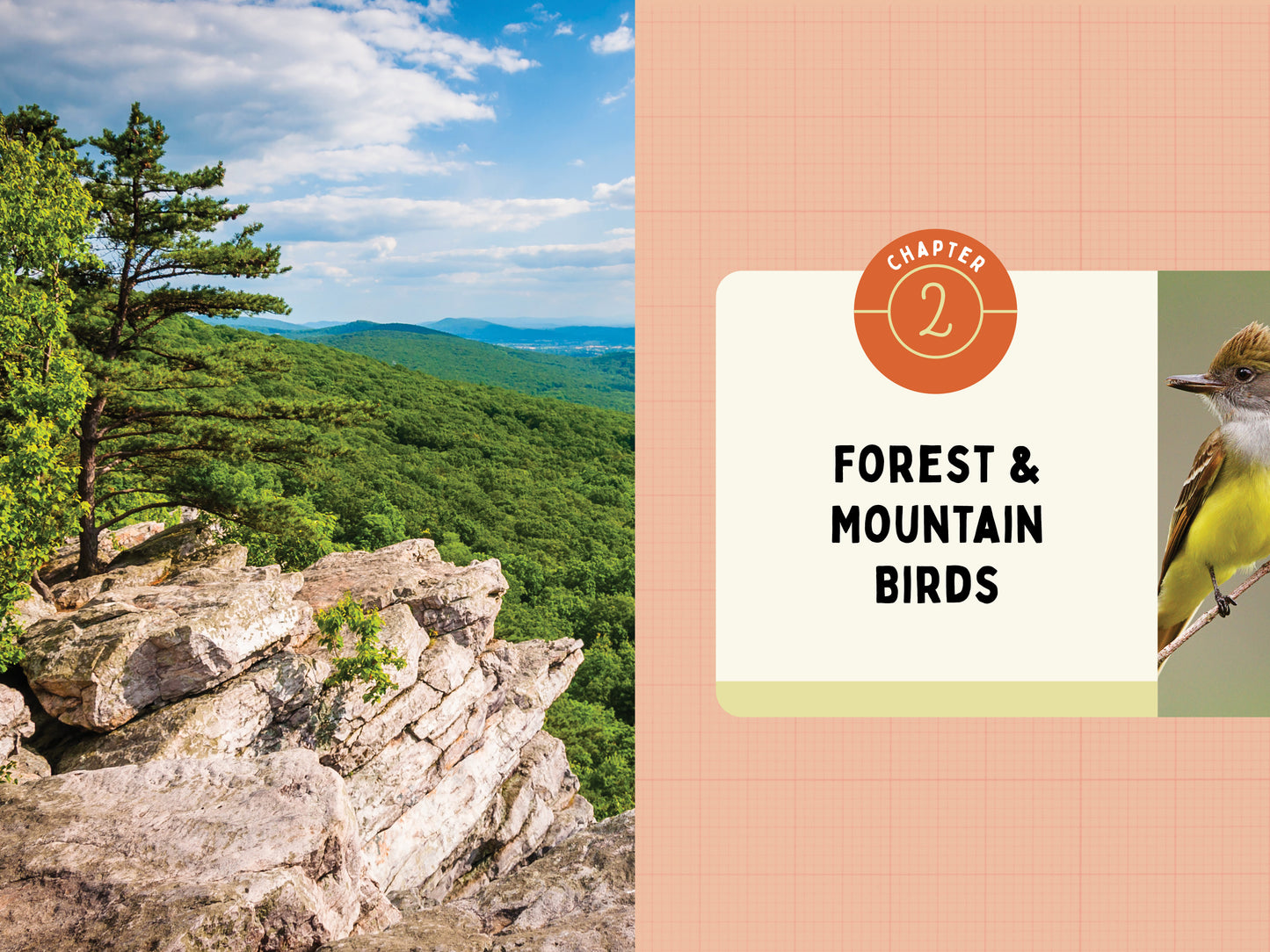 A Kid’s Guide to Birds of Maryland