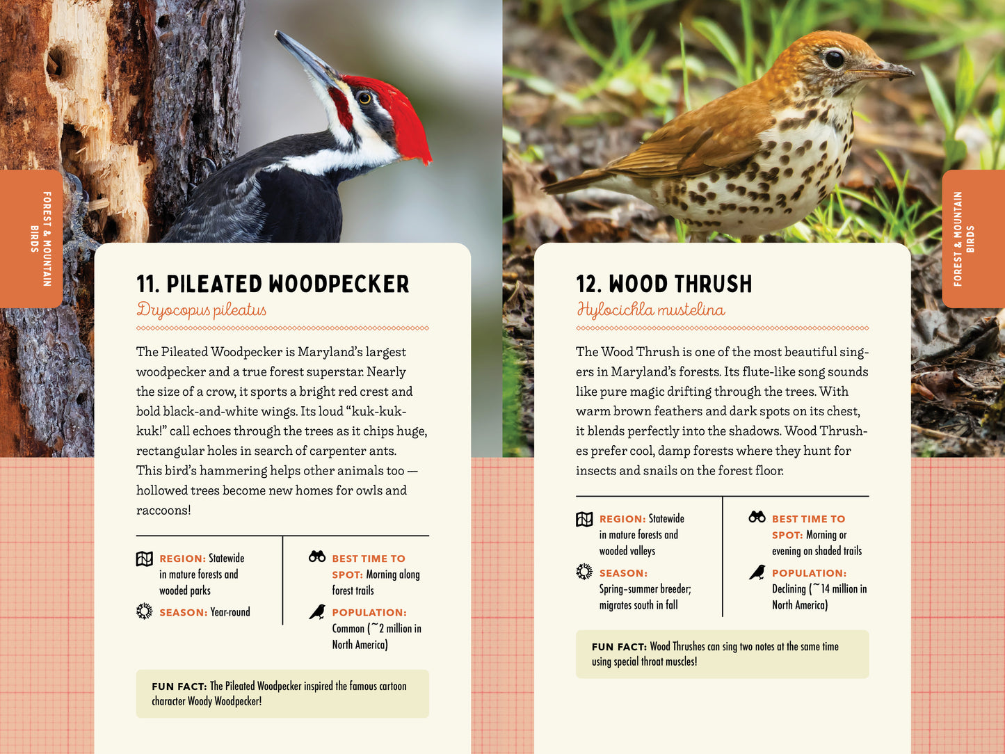 A Kid’s Guide to Birds of Maryland