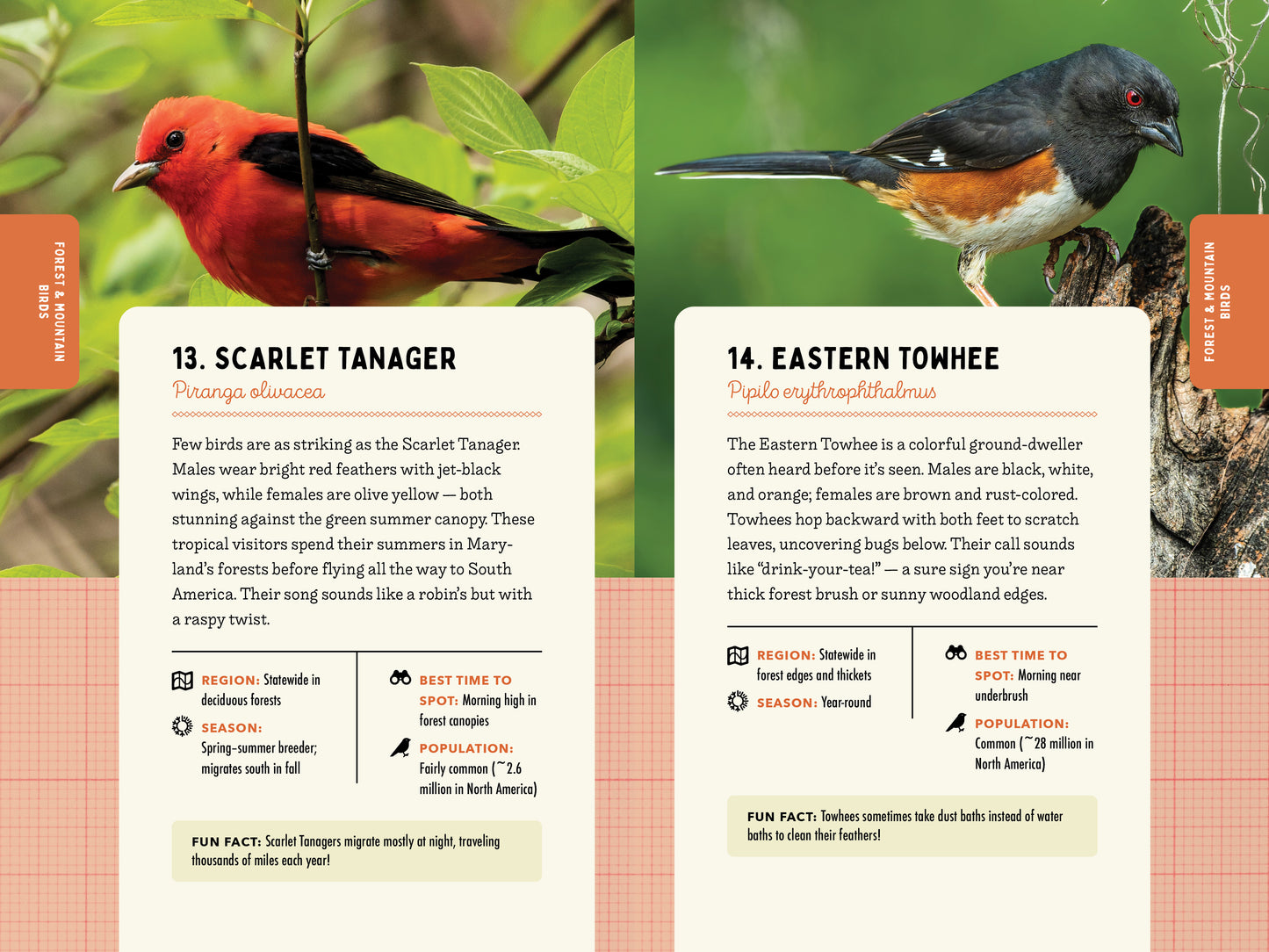 A Kid’s Guide to Birds of Maryland