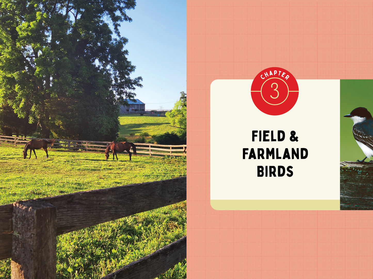 A Kid’s Guide to Birds of Maryland