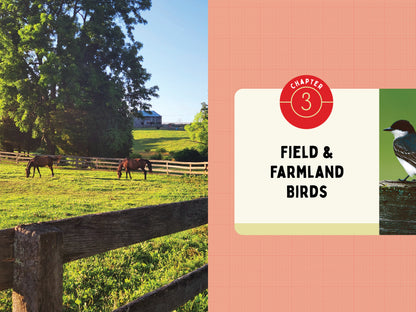 A Kid’s Guide to Birds of Maryland