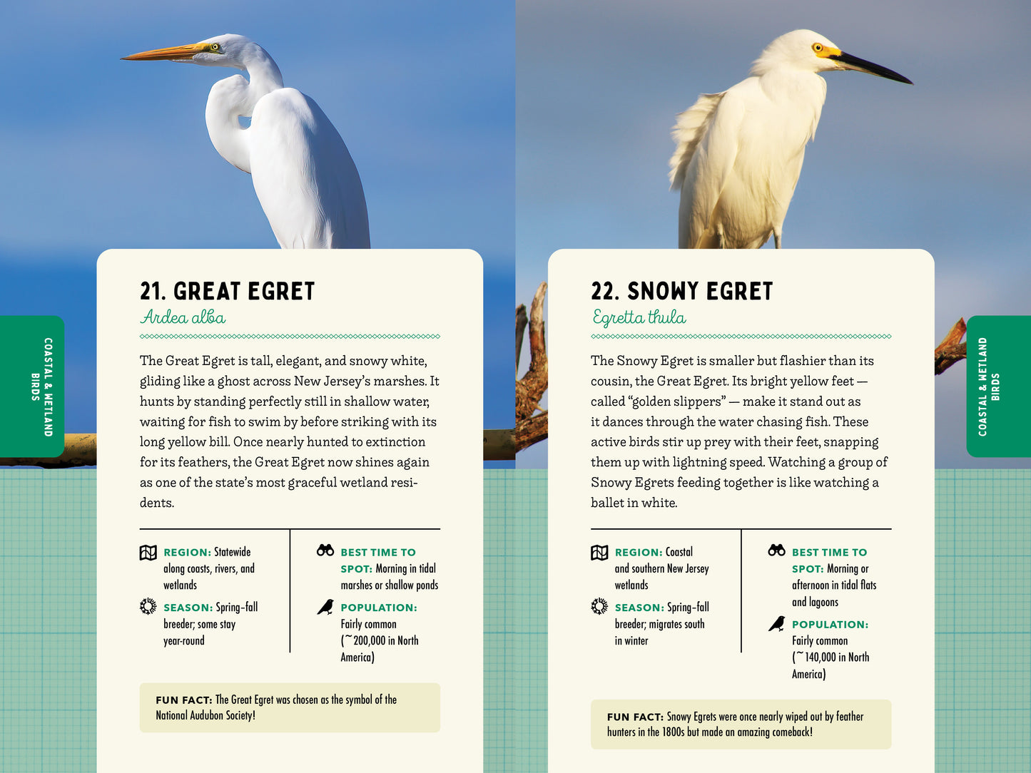 A Kid’s Guide to Birds of New Jersey