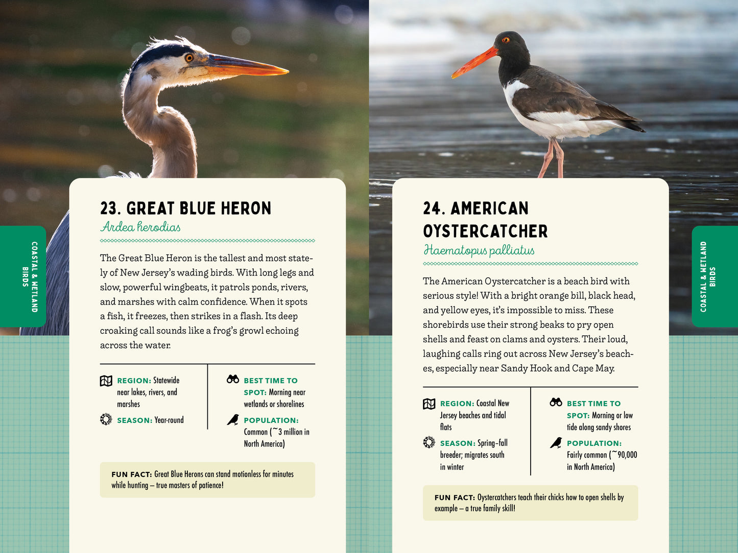 A Kid’s Guide to Birds of New Jersey