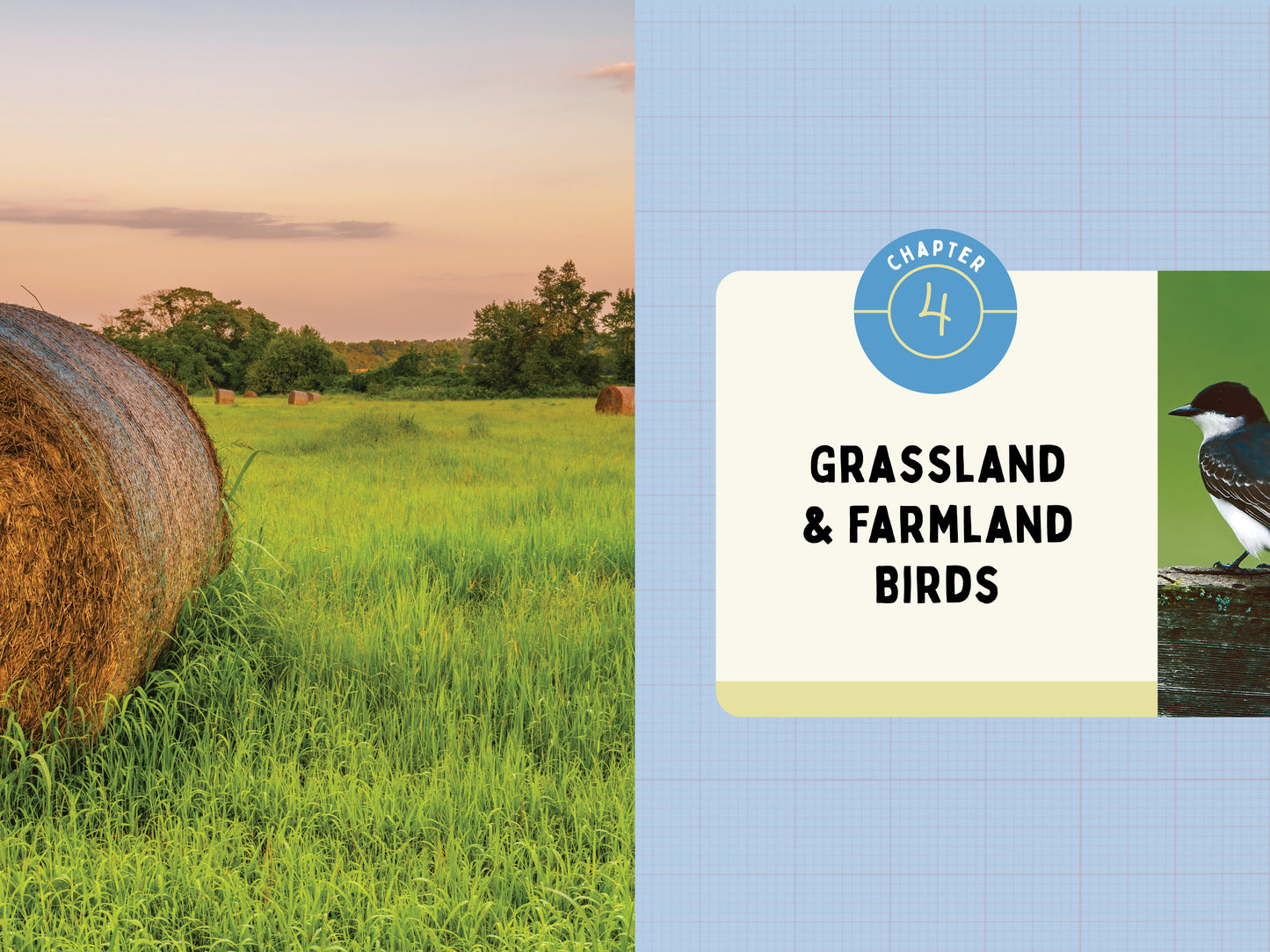 A Kid’s Guide to Birds of New Jersey