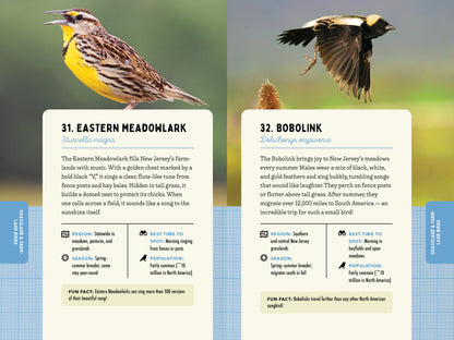 A Kid’s Guide to Birds of New Jersey