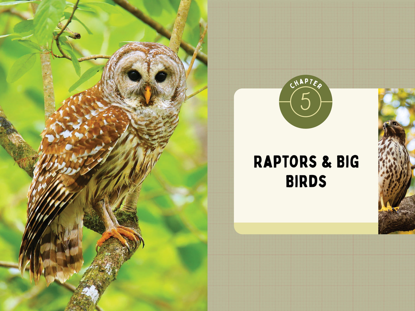 A Kid’s Guide to Birds of New Jersey