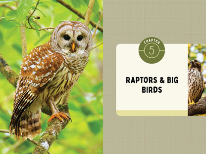 A Kid’s Guide to Birds of New Jersey